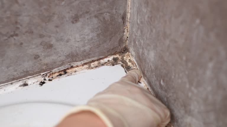 Best Mold-Related Health Consultation  in Fullerton, NE